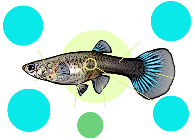 Fish function and structure